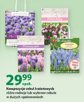Auchan Cebulki szafirek oferta
