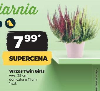 Wrzos twin girls