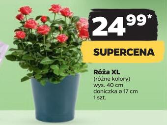 Netto Róża xl oferta