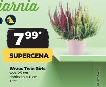 Netto Wrzos Twin Girls oferta
