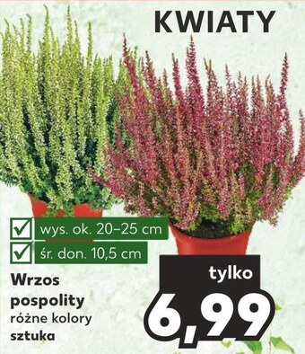 Kaufland Wrzos oferta