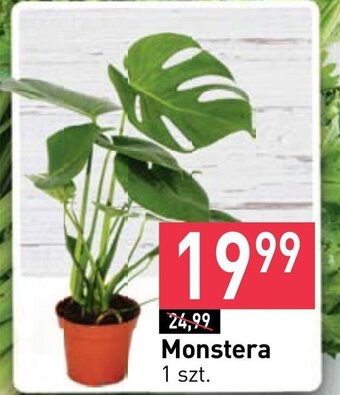Stokrotka Monstera 1 szt. oferta