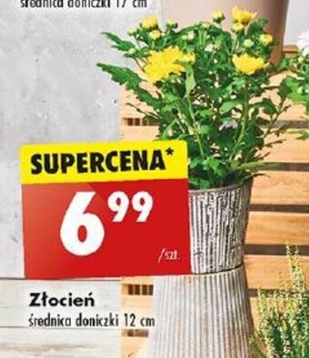Biedronka Złocień średnica doniczki 12 cm oferta