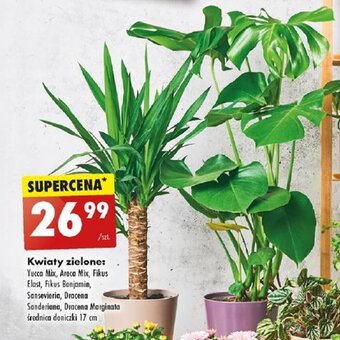 Biedronka Kwiaty zielone oferta
