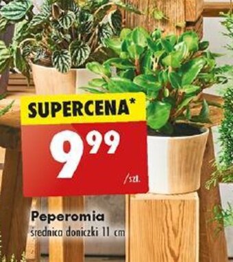 Biedronka Peperomia średnica doniczki 11 cm oferta