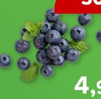 Barbora Borówki oferta