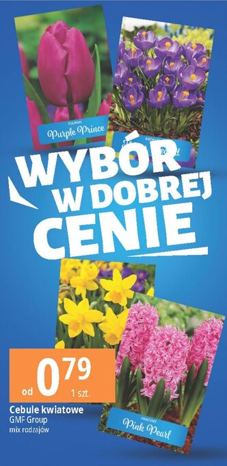 E.Leclerc Cebule kwiatowe GMF Group oferta