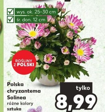 Kaufland Polska chryzantema Solinea sztuka oferta