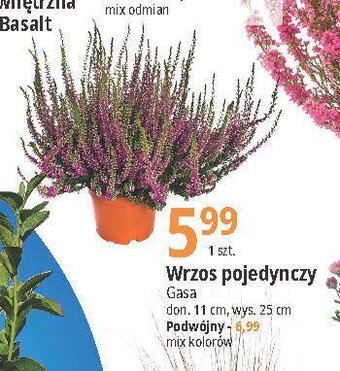 E.Leclerc Wrzos pojedynczy oferta