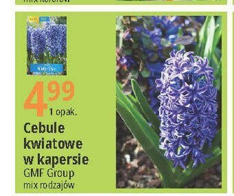 E.Leclerc Cebule kwiatowe w kapersie oferta