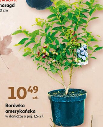 Auchan Borówka amerykańska oferta