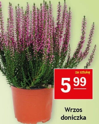 Wrzos