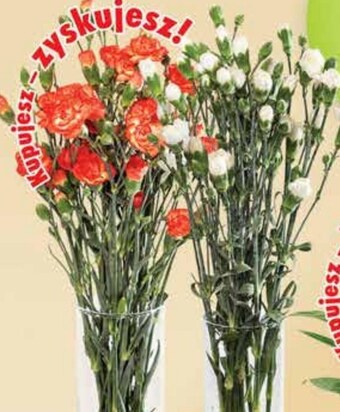 Dino Goździki oferta