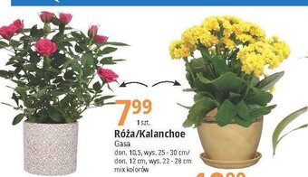 E.Leclerc Różą oferta