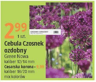 Czosnek ozdobny 12/14