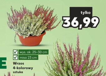 Kaufland Wrzos 4-kolorowy sztuka oferta