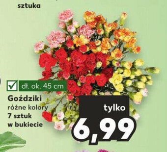 Kaufland Goździki 7 sztuk oferta