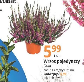 E.Leclerc Wrzos pojedynczy Gasa oferta