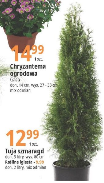 Tuja szmaragd