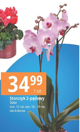E.Leclerc Storczyk 2-pędowy Gasa oferta