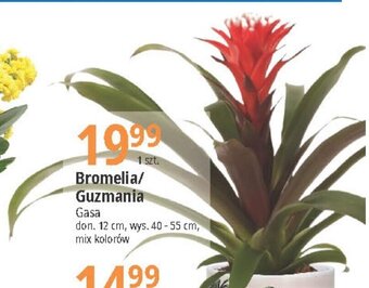 Bromelia/ Guzmania Gasa