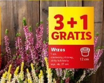 Lidl Wrzos oferta