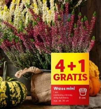 Lidl Wrzos mini oferta