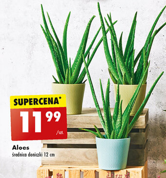Biedronka Aloes średnica doniczki 12 cm oferta