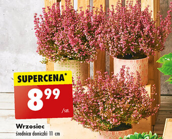 Biedronka Wrzosiec średnica doniczki 11 cm oferta