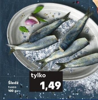 Kaufland Śledź tusza oferta