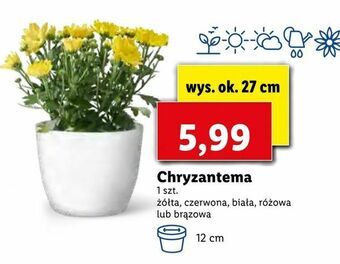 Lidl Chryzantema oferta