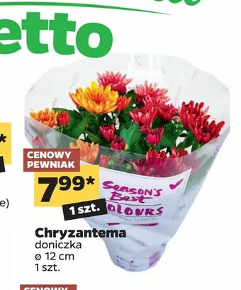Netto Chryzantema oferta