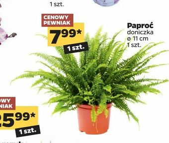 Netto Paproć oferta