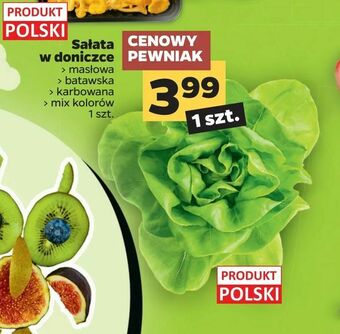 Netto Sałata w doniczce oferta
