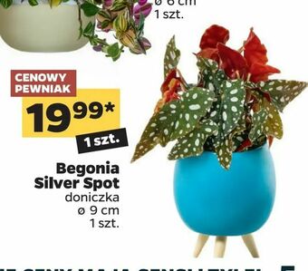 Netto Begonia Silver Spot oferta