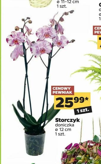Netto Storczyk oferta