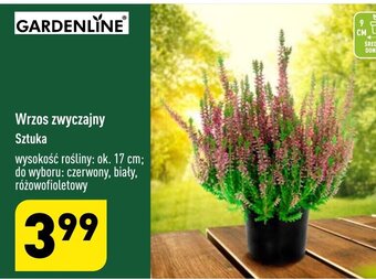 ALDI Wrzos zwyczajny oferta