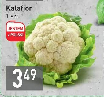 Stokrotka Kalafior oferta