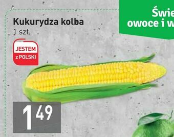Stokrotka Kukurydza kolba oferta