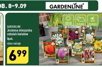 ALDI Cebulki żonkili oferta