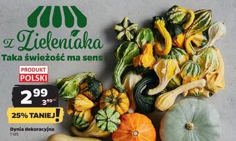 Netto Dynia dekoracyjna oferta