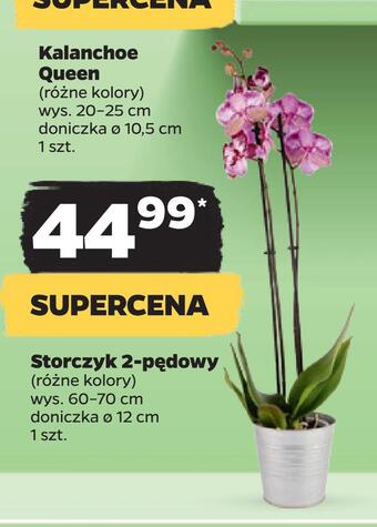 Netto Storczyk 2-pędow oferta