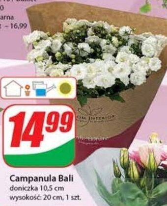 Dino Campanula 1 SZT oferta