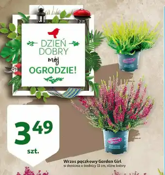 Auchan Wrzos pączkowy garden girls śr. 11 cm 1 SZT oferta