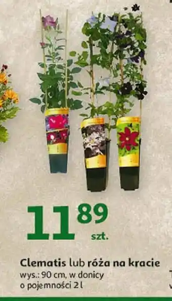 Auchan Clematis 90 cm 1 SZT oferta