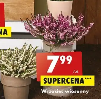 Auchan Wrzosiec 1 SZT oferta