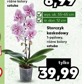 Kaufland Storczyk kaskadowy oferta