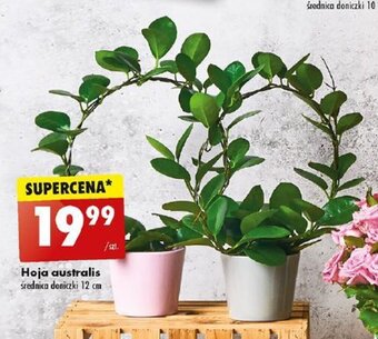 Biedronka Hoja australis oferta