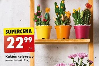 Biedronka Kaktus kolorowy oferta