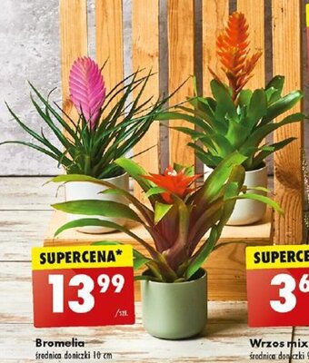 Biedronka Bromelia oferta